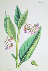 Gemeiner Beinwell, Tafel MCXVI, ca. 1800